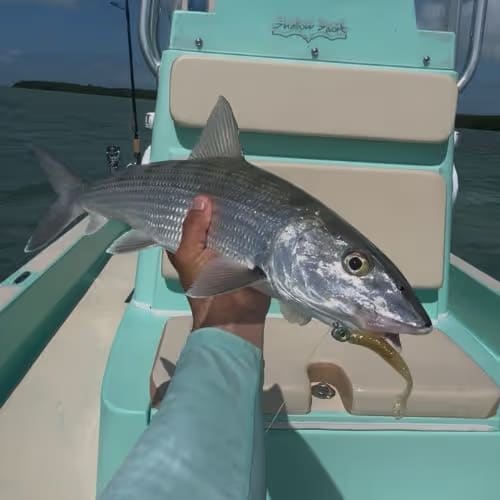 Person holding a silver bonefish with a lure in its mouth on a boat with light blue and beige seats.