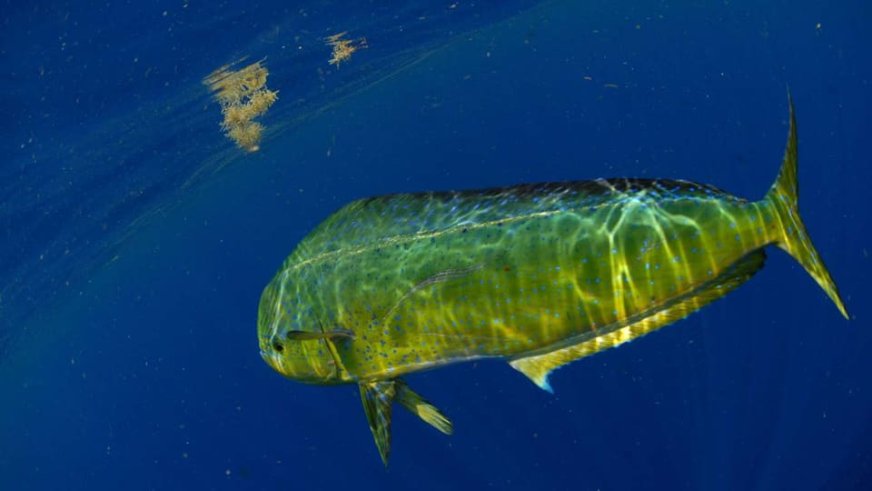 Mahi-Mahi Fishing in Islamorada: Best Months, Tactics & Daily Catch Limits