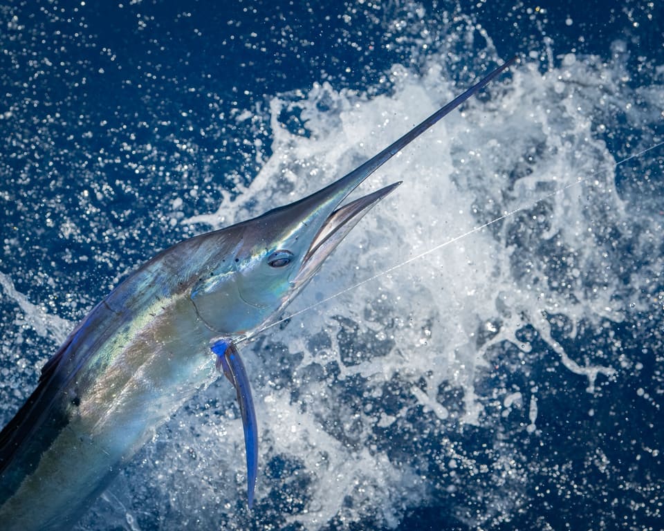 A blue marlin leaping dramatically out of the ocean with its long bill extended and iridescent blue body catching the light against white sea spray