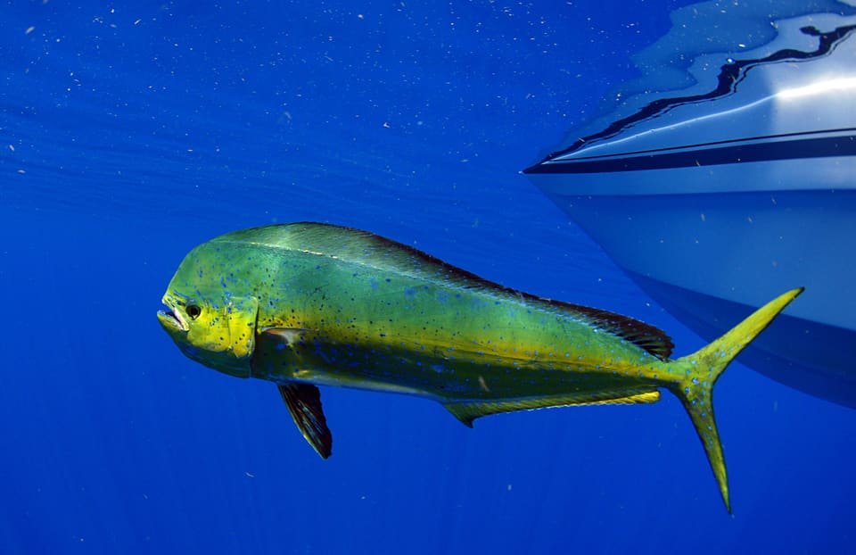 Dorado dolphin fish, also known as mahi-mahi, swimming underwater off the coast of Islamorada, FL
