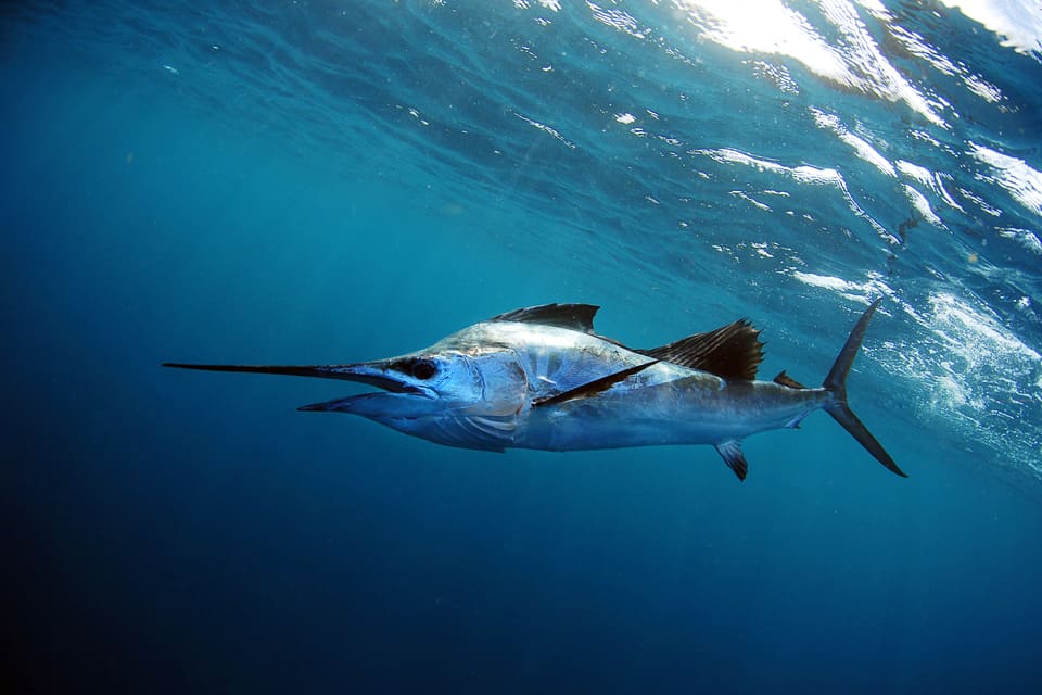 A sailfish swims in blue ocean water off the coast of Islamorada, FL.