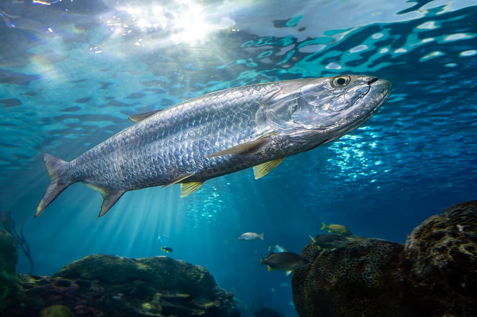 A close-up photo of Atlantic tarpon swimming nearshore in Islamorada, FL.